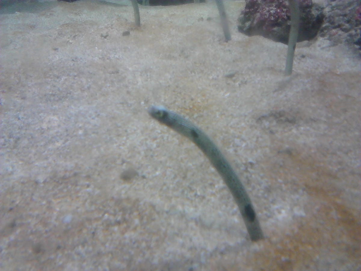 屏東海洋生物博物館