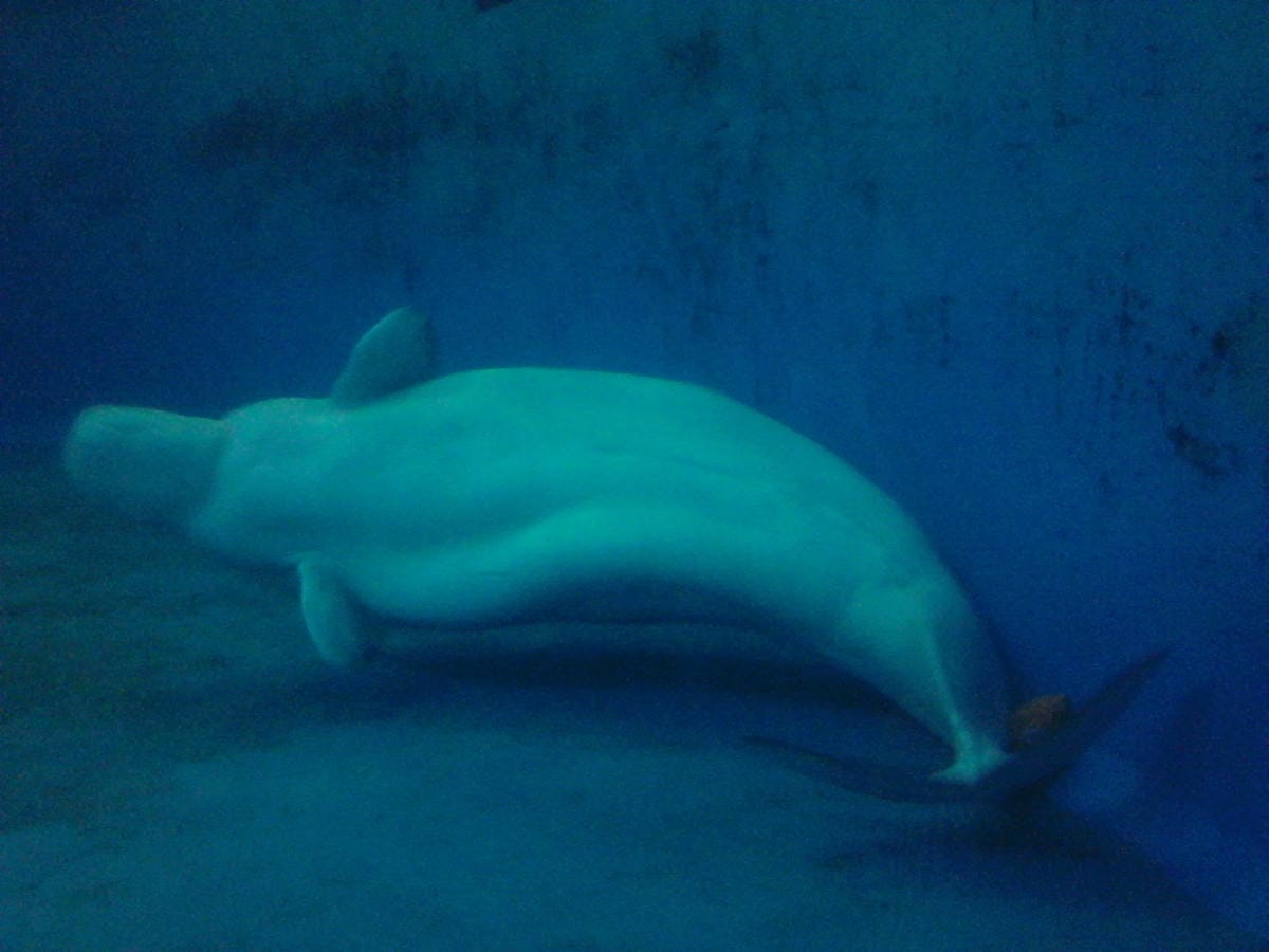屏東海洋生物博物館