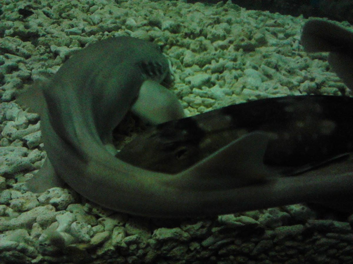 屏東海洋生物博物館