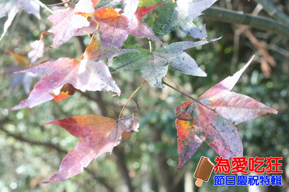 奧萬大跨年旅行