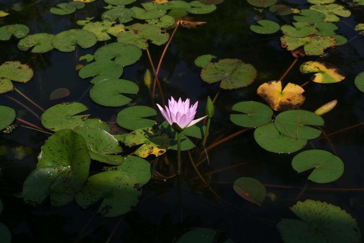 花蓮古蹟松園別館