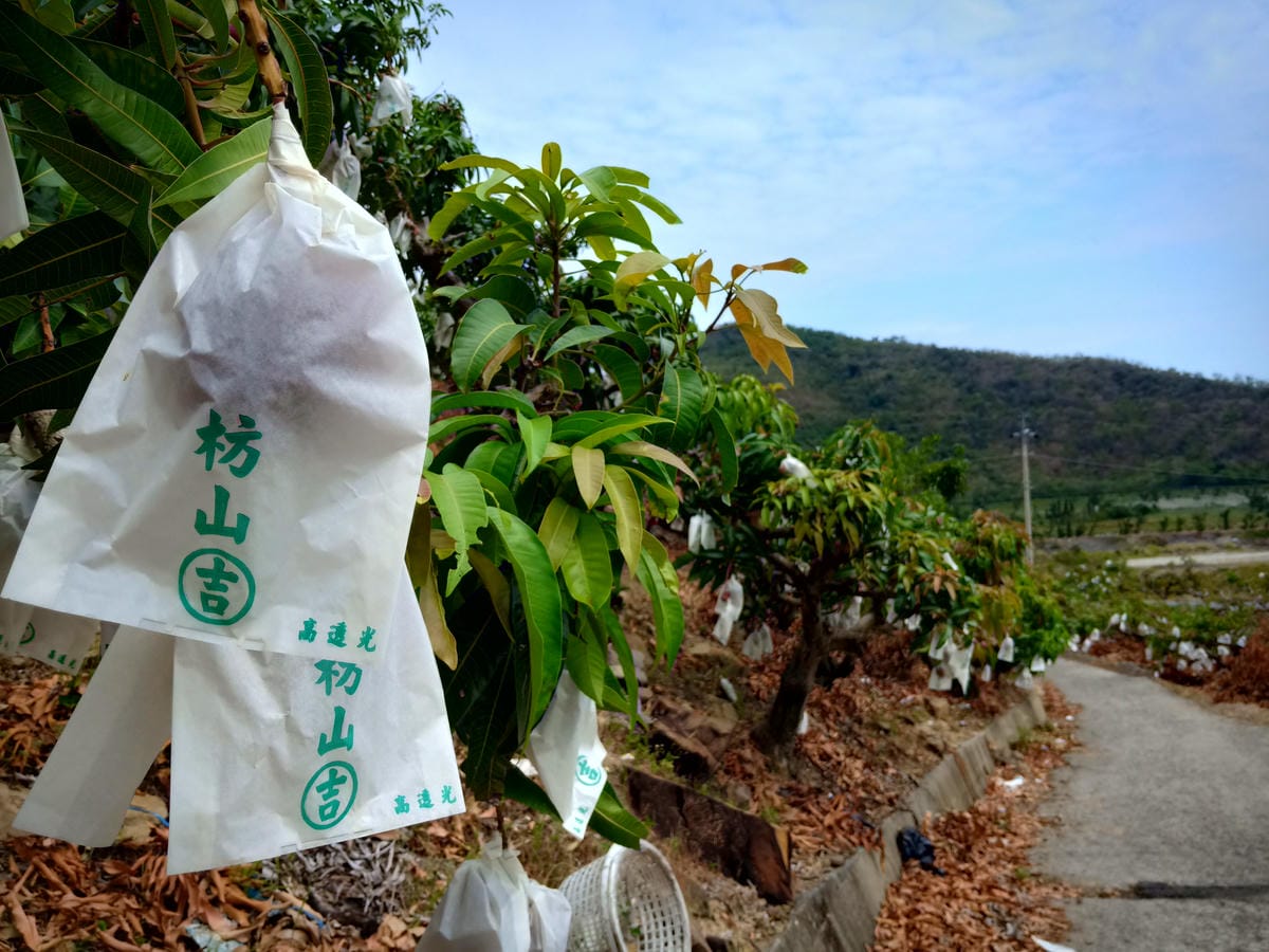 吉吉愛文芒果觀光果園