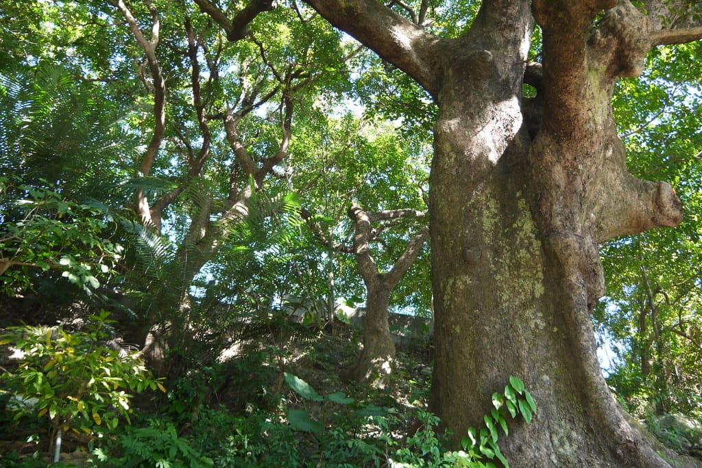 甲仙陳家香草園 甲仙陳家香草園