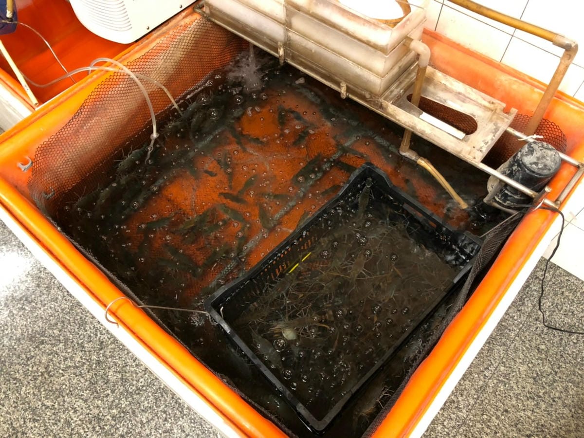 58度毅泰國蝦料理
