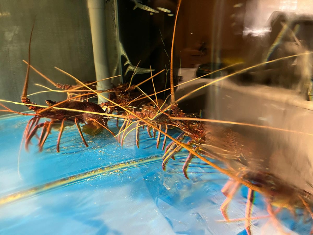 【高雄午餐】台北一位難求&零負評的無菜單鐵板燒- 明水然。 【高雄午餐】台北一位難求&零負評的無菜單鐵板燒- 明水然。
